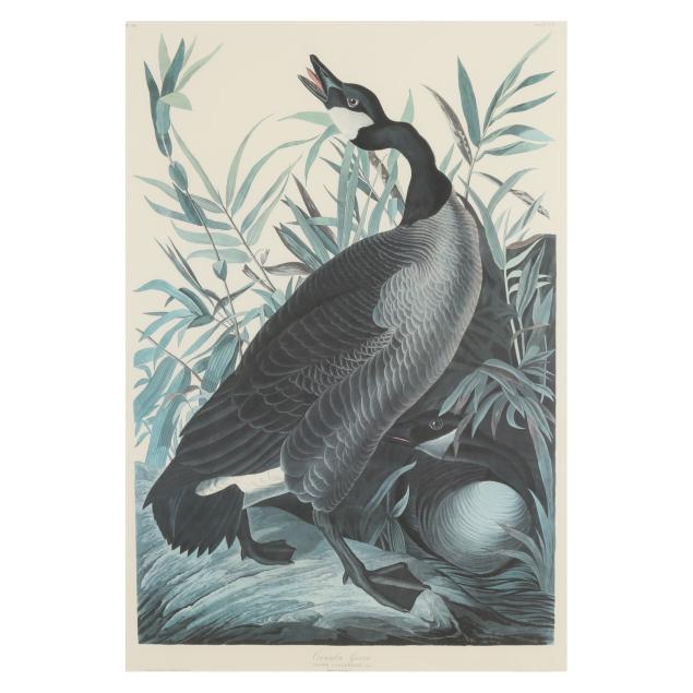 after-john-james-audubon-american-1785-1851-i-canada-goose-i