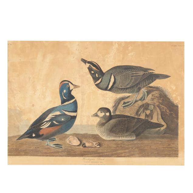 john-james-audubon-american-1785-1851-i-harlequin-duck-i-havell-edition