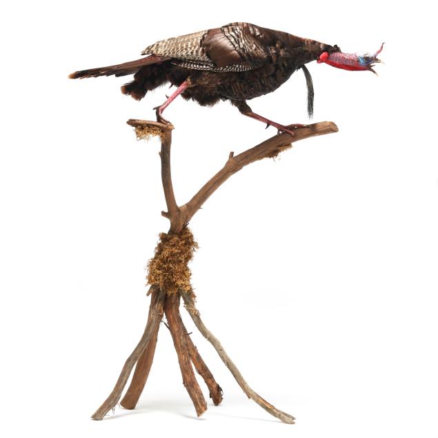 gobbling-turkey-taxidermy