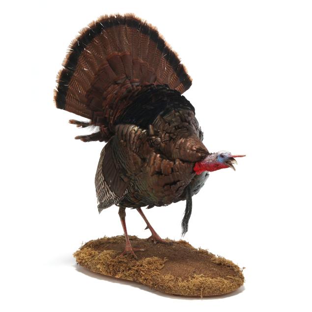 cutting-turkey-taxidermy