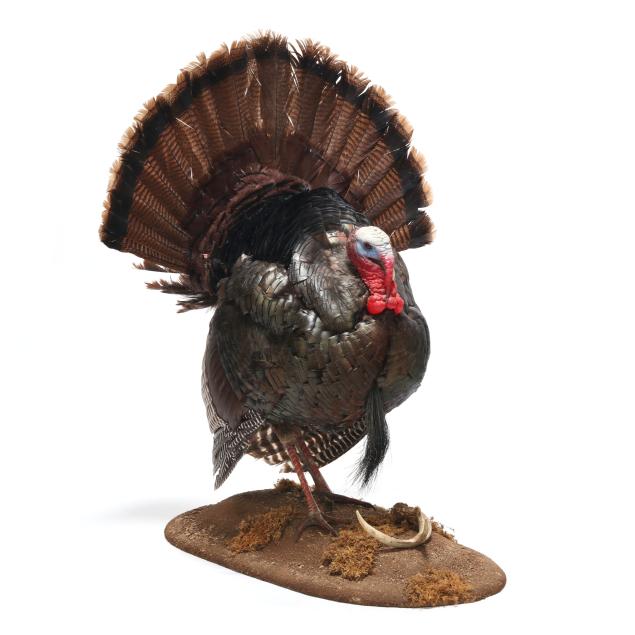 prideful-turkey-taxidermy