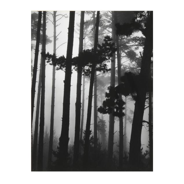 brett-weston-american-1911-1993-i-monterey-pines-in-fog-i