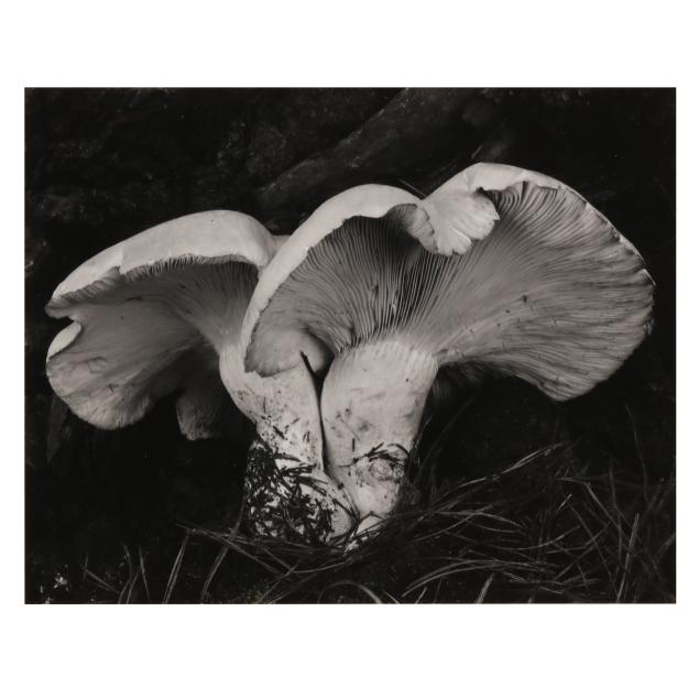 edward-weston-american-1886-1958-i-toadstool-i