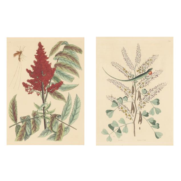 mark-catesby-british-1679-1749-i-ichneumon-fly-with-smooth-sumac-the-green-lizard-of-jamaica-with-logwood-i-two-works
