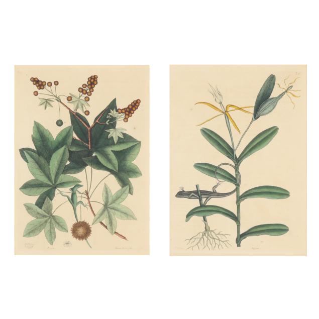 mark-catesby-british-1679-1749-i-the-lyon-lizard-green-lizard-of-carolina-and-sweetgum-tree-i-two-works