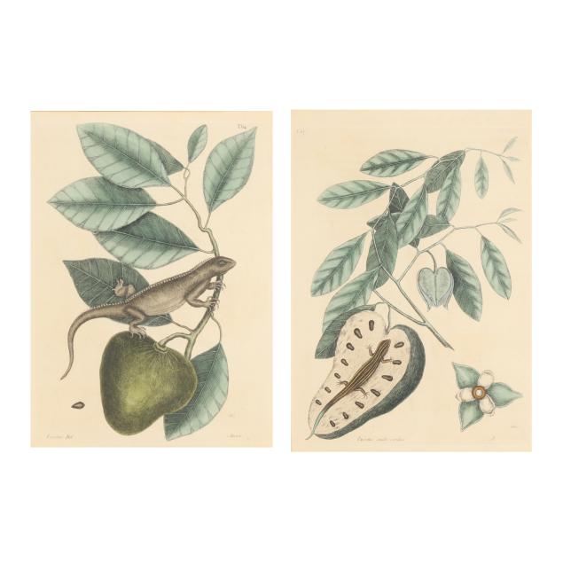 mark-catesby-british-1679-1749-i-the-guana-blue-tail-lizard-with-custard-apple-i-two-works
