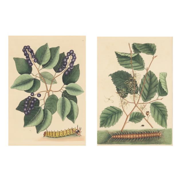 mark-catesby-british-1679-1749-i-centipede-with-witch-hazel-pigeon-plum-with-great-horned-caterpillar-i-two-works