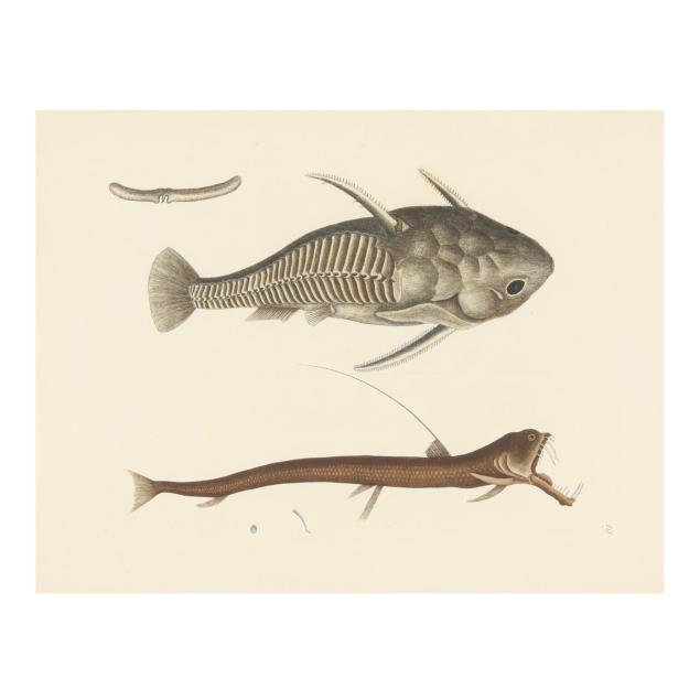 mark-catesby-british-1679-1749-i-spiny-catfish-and-viper-mouth-i