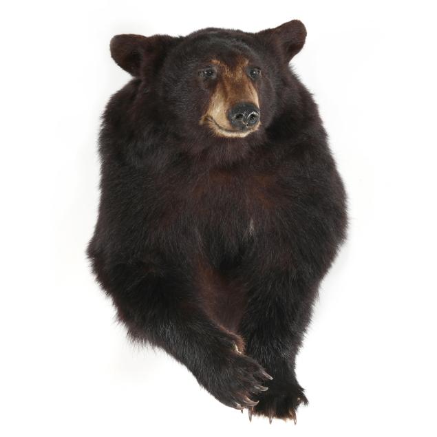 black-bear-shoulder-mount-taxidermy