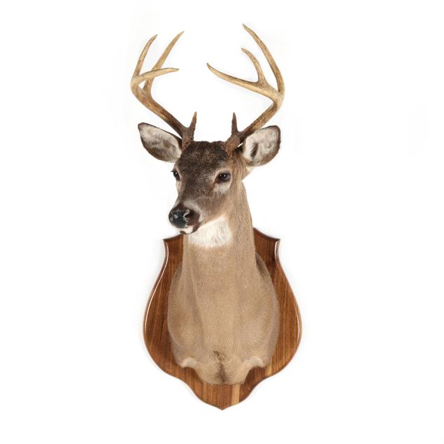 white-tailed-deer-shoulder-mount-taxidermy