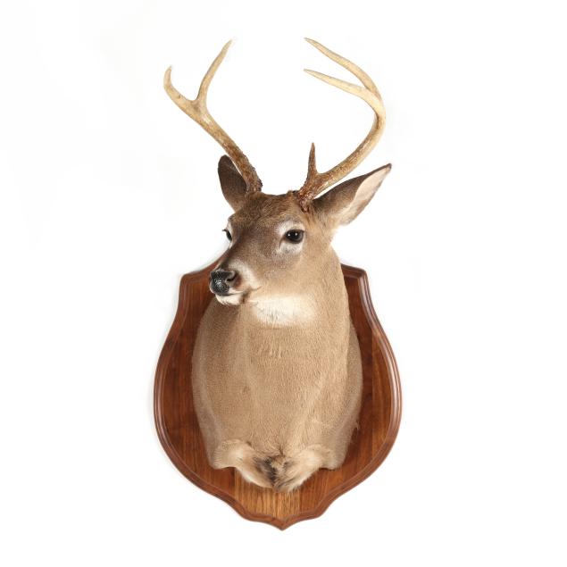 white-tailed-deer-shoulder-mount-taxidermy