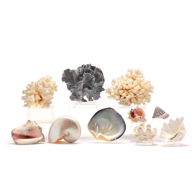 group-of-coral-and-shell-specimens