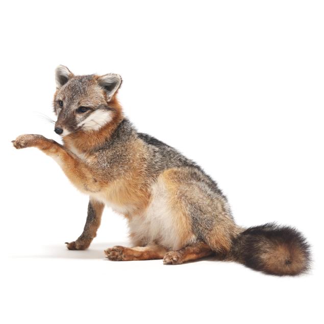 resting-fox-taxidermy