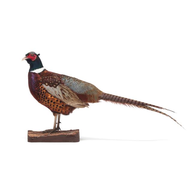 ring-necked-pheasant-taxidermy