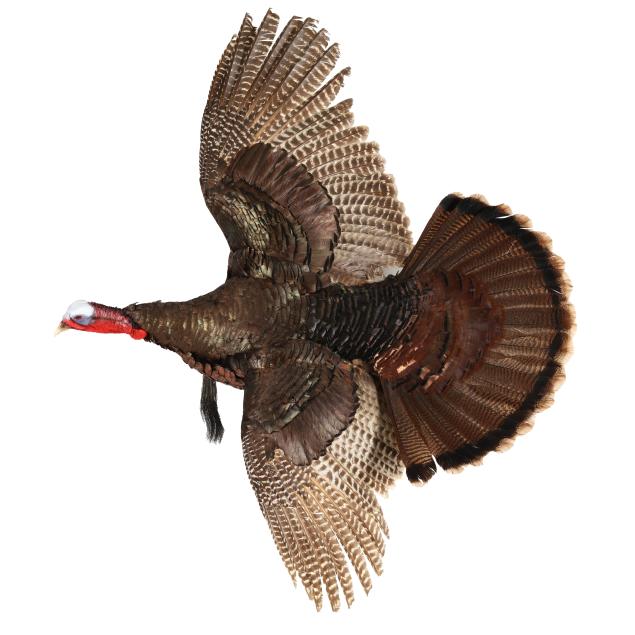 eastern-flying-turkey-taxidermy
