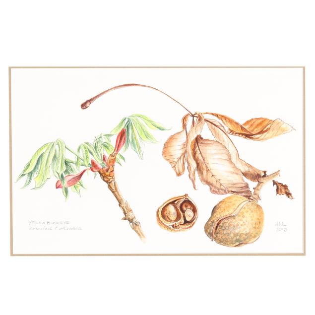 diane-kent-american-i-yellow-buckeye-i