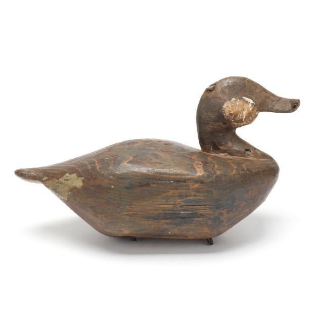 early-knotts-island-ruddy-duck