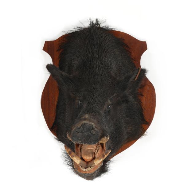 boar-head-mount-taxidermy
