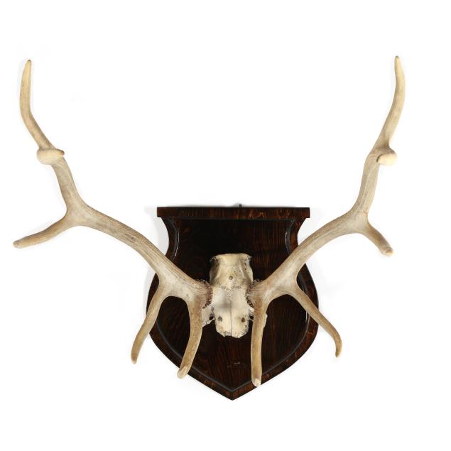 rocky-mountain-elk-antler-mount