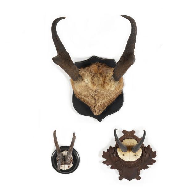group-of-three-antler-mounts