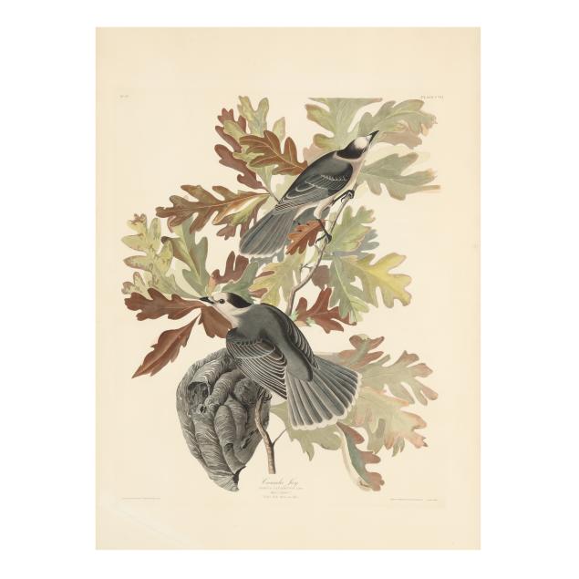 john-james-audubon-american-1785-1851-i-canada-jay-i-havell-edition