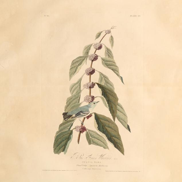john-james-audubon-american-1785-1851-i-blue-green-warbler-i-havell-edition