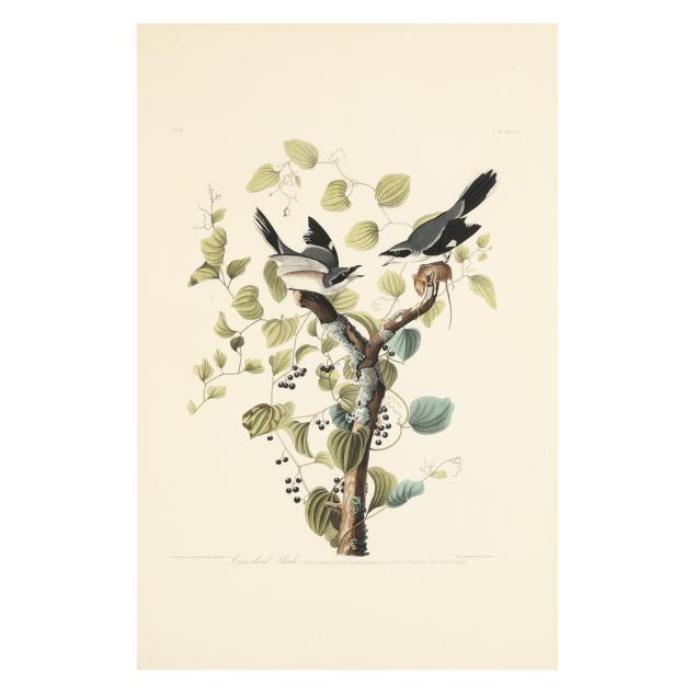 john-james-audubon-american-1785-1851-i-loggerhead-shrike-i-havell-edition