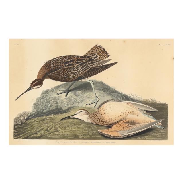 john-james-audubon-american-1785-1851-i-esquimaux-curlew-i-havell-edition