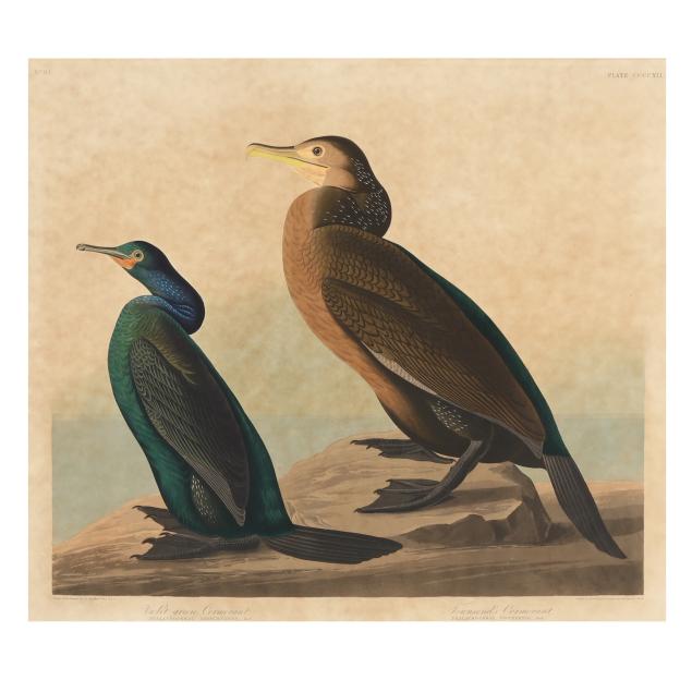 john-james-audubon-american-1785-1851-i-violet-green-cormorant-and-townsend-s-cormorant-i-havell-edition