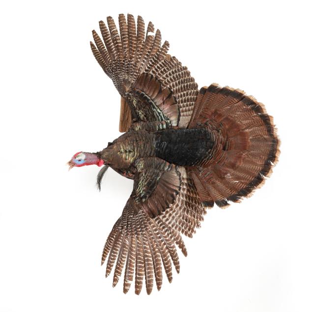 flying-tom-turkey-taxidermy