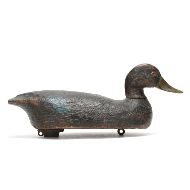 early-crisfield-black-duck