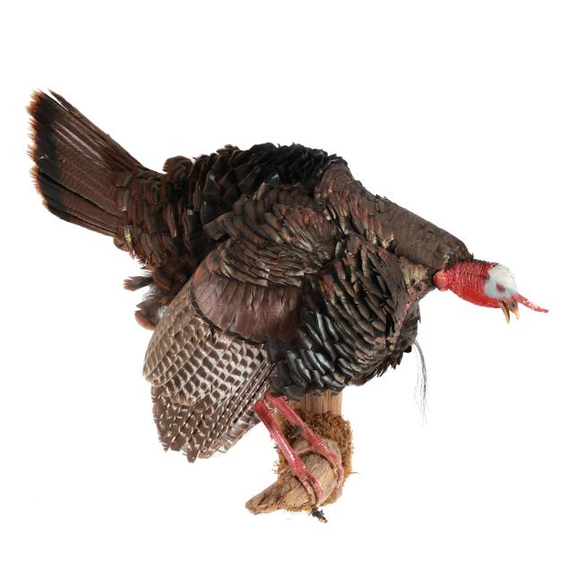 gobbling-tom-turkey-on-roost-taxidermy