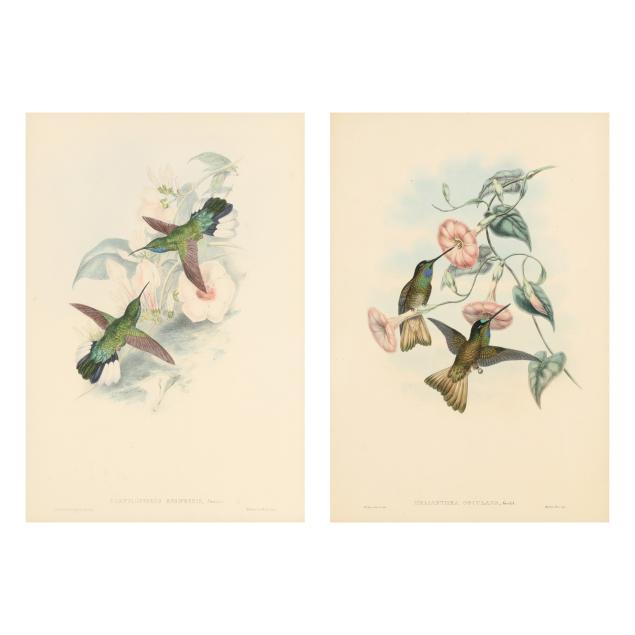 two-gould-richter-hummingbird-lithographs