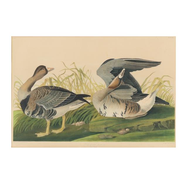 after-john-james-audubon-american-1785-1851-i-white-fronted-goose-i-bien-edition