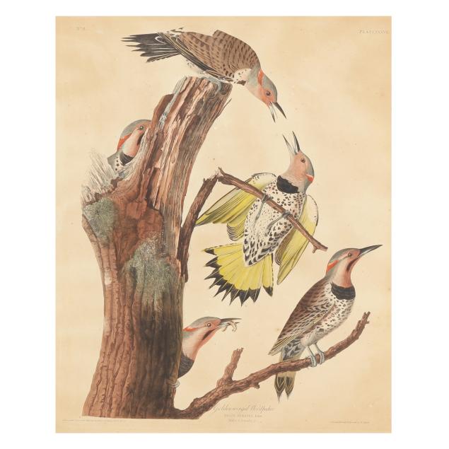 james-audubon-american-1785-1851-i-golden-winged-woodpecker-i-havell-edition