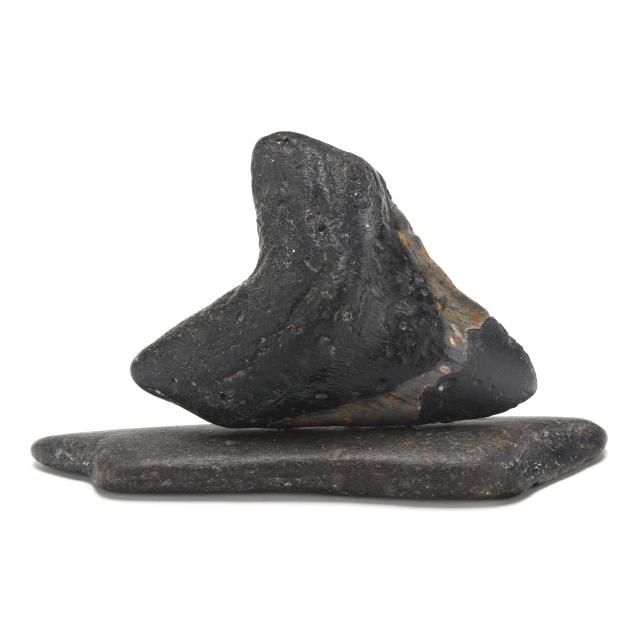 an-extra-large-north-carolina-megalodon-tooth