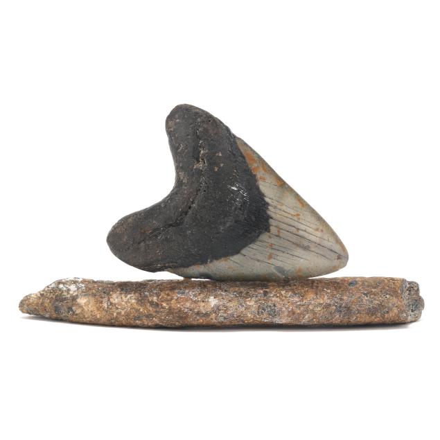 a-large-and-well-presented-north-carolina-megalodon-tooth