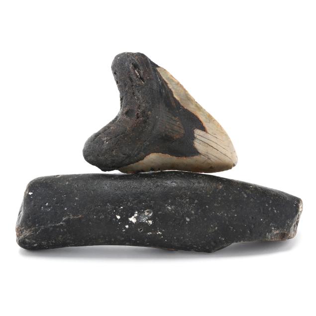 a-colorful-north-carolina-megalodon-tooth-on-a-natural-base
