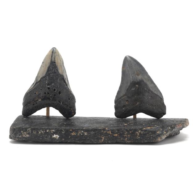 two-north-carolina-megalodon-teeth-on-a-large-fossilized-base