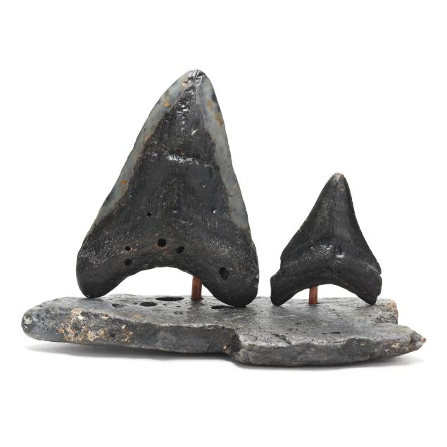 a-natural-display-of-two-north-carolina-megalodon-teeth