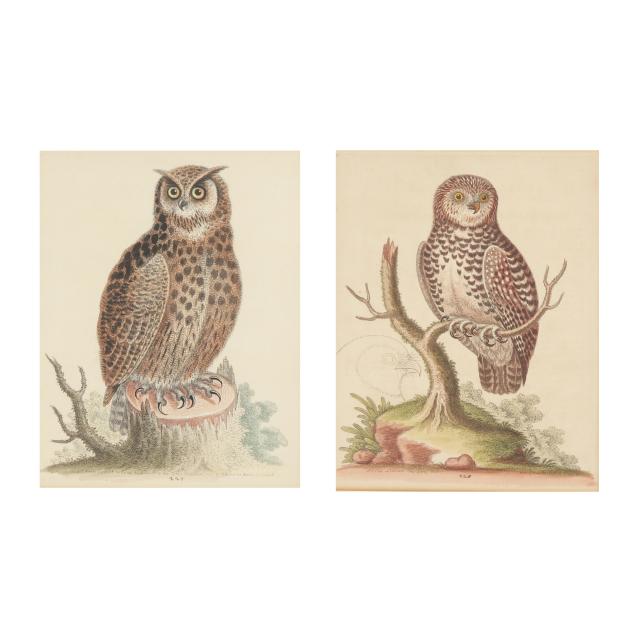 george-edwards-english-1694-1773-i-little-owl-great-horned-owl-from-athens-i