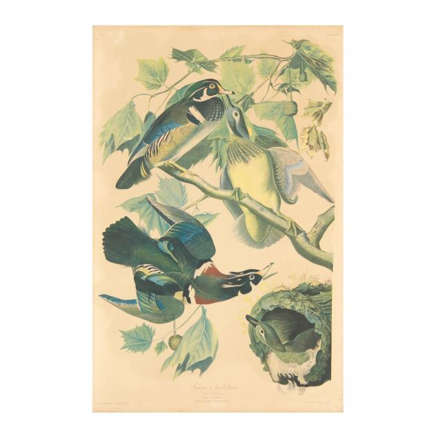 after-john-james-audubon-american-1785-1851-i-summer-or-wood-duck-i-bien-edition