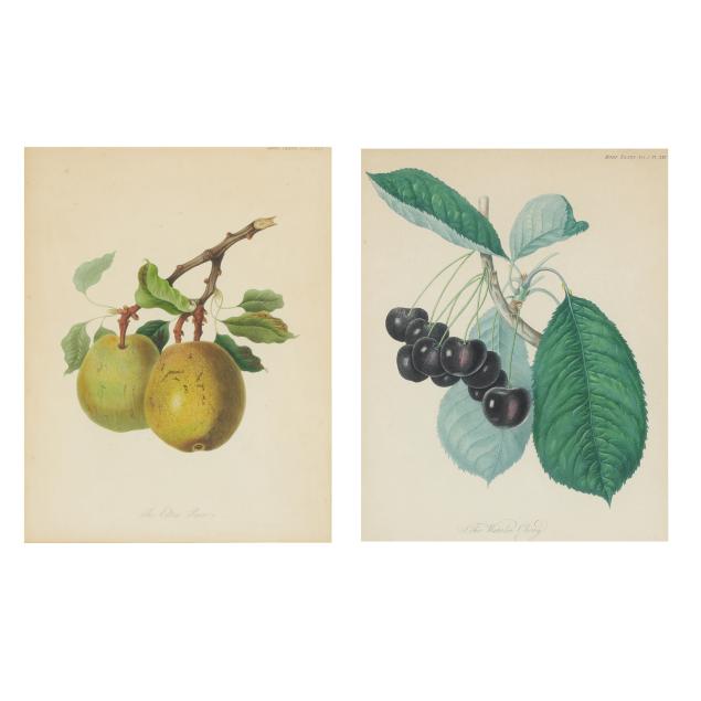 pair-of-botanical-prints-i-the-waterloo-cherry-the-elton-pear-i-two-works