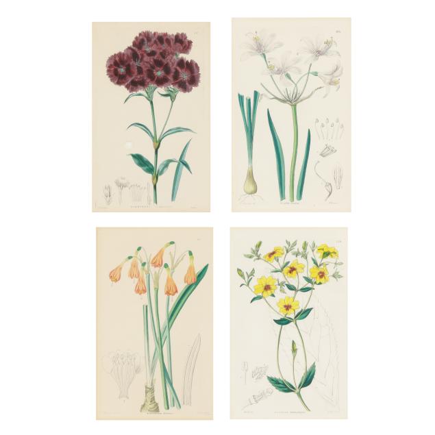 four-etchings-from-i-edward-s-botanical-register-i