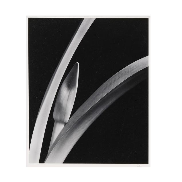 daniel-bowdoin-american-i-untitled-lily-i