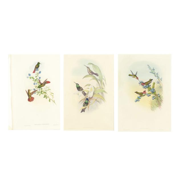 three-gould-richter-hummingbird-lithographs