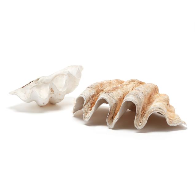 two-giant-clam-shells-i-tridacna-gigas-i