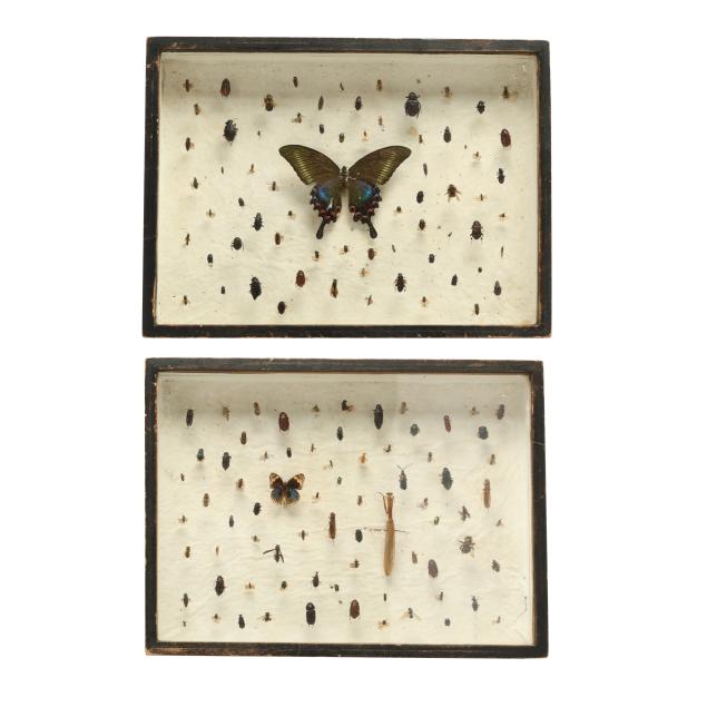 entomology-studies-for-the-fly-fisherman-or-naturalist