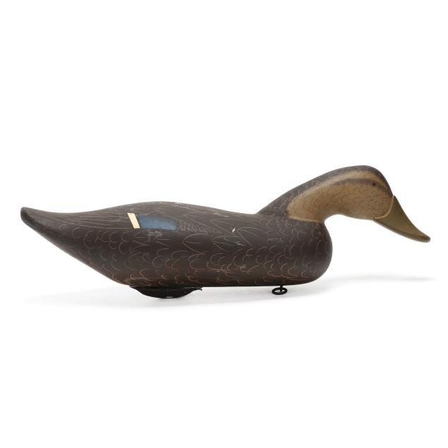 byron-bodt-md-swimming-black-duck