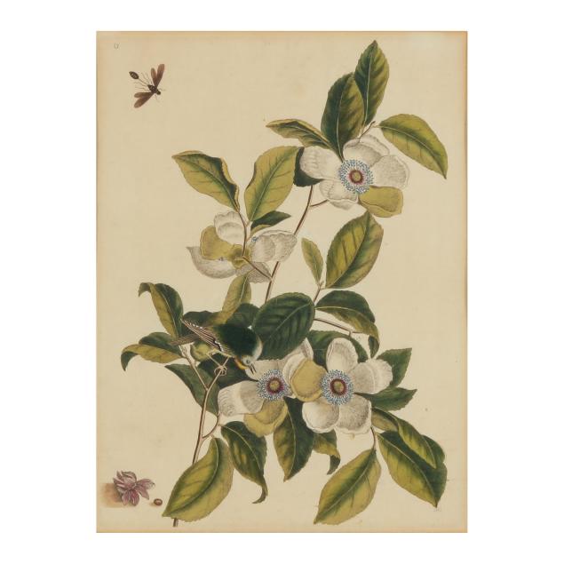 mark-catesby-english-1683-1749-i-silky-camellia-and-ruby-crowned-kinglet-i